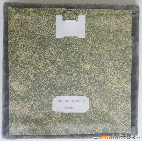 PAPILLON-Naturalisé-3-muluBrok-Vintage