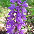 Beaumont châtaigneraie, les orchidées