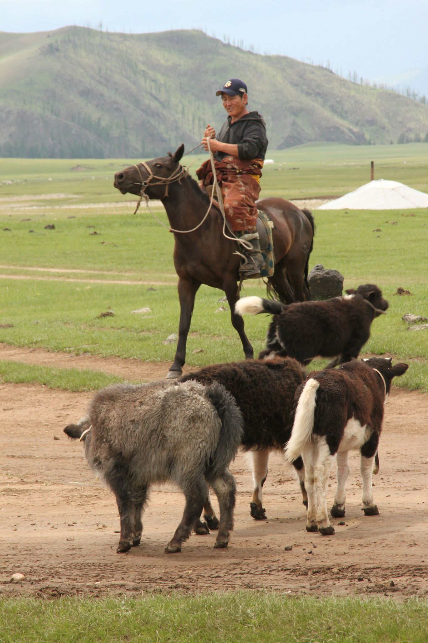 Berger Alentours De Karkhorim Photo De Mongolie Autour