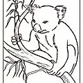 Coloriage koala dessin Ghislaine Letourneur