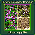 Serpilho ou tomilho-serpão (thymus serpyllum) 