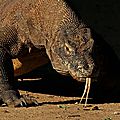Une nouvelle population de dragons de komodo découverte !