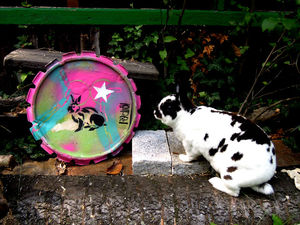 20120905RabbitInSituPixMagdalenaWeb001