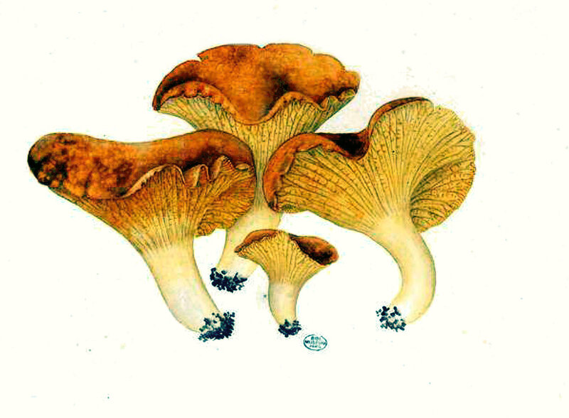 45-49 Chanterelles de Fabre ファーブルのアンズタケ属 - Ki-no-ko fungi