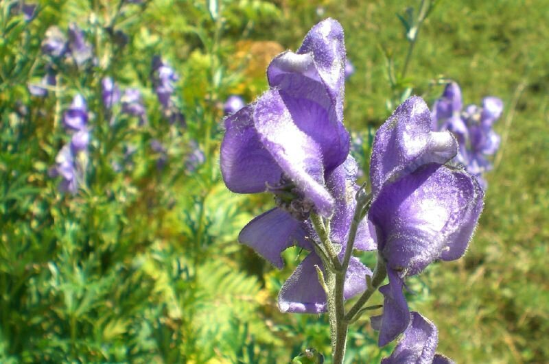Casque violet fleurs  Nature & Découvertes