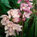 Expo d'Orchidées 2008 - Serre aux papillons du Parc Floral d'Orléans
