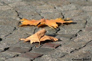 6_novembre_2007_189_copie