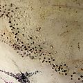 DSCF6629