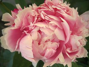 blog_fleur1