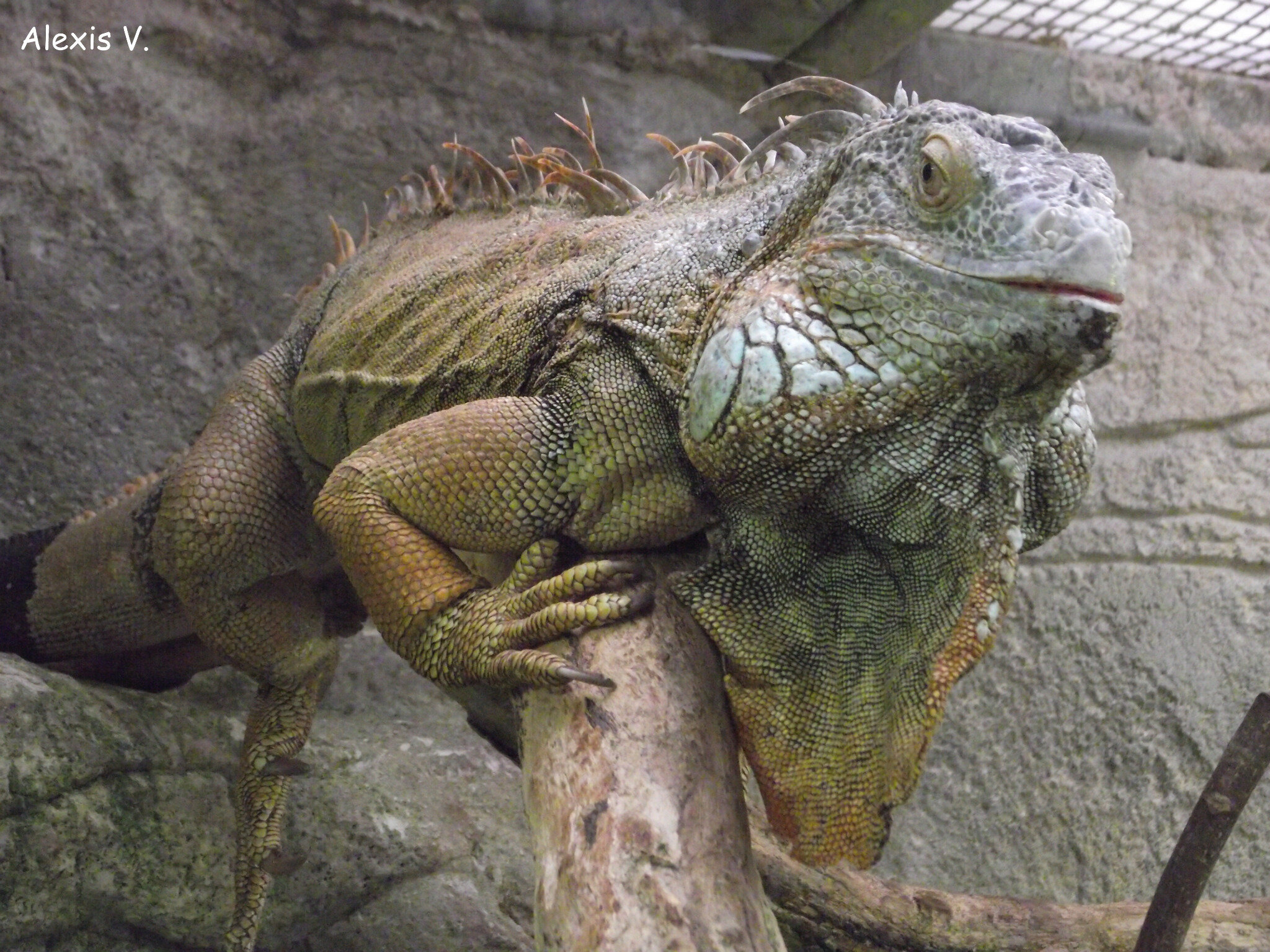 L Iguane Vert Zootographe Blog Non Officiel Du Zooparc De Beauval