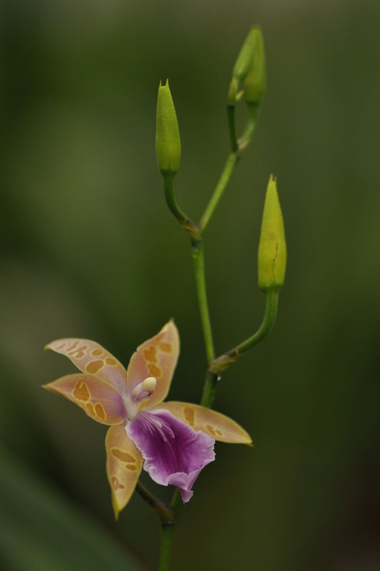_DSC0112_Miltonia_binotii_2
