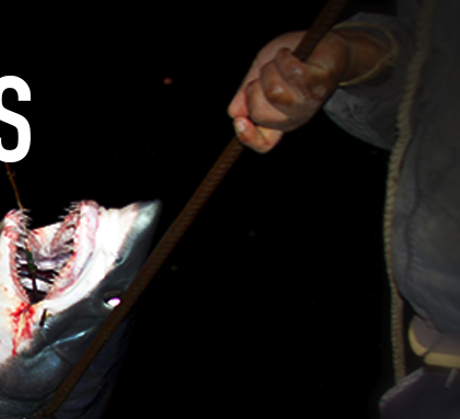 Massacre des requins au Pérou venez signer la pétition 