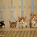 Kedi- des chats et des hommes : un documentaire original et sensible sur les chats..et sur instanbul!
