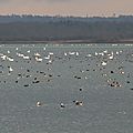 IMG_7511 - Copie