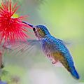 Le colibri de christiane, 67e inscrite