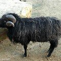 Mouton d'Ouessant