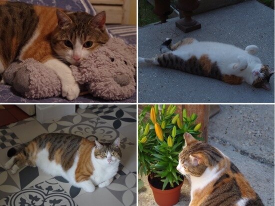 minette