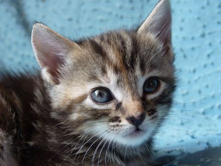 2009_09_07_Un_chaton