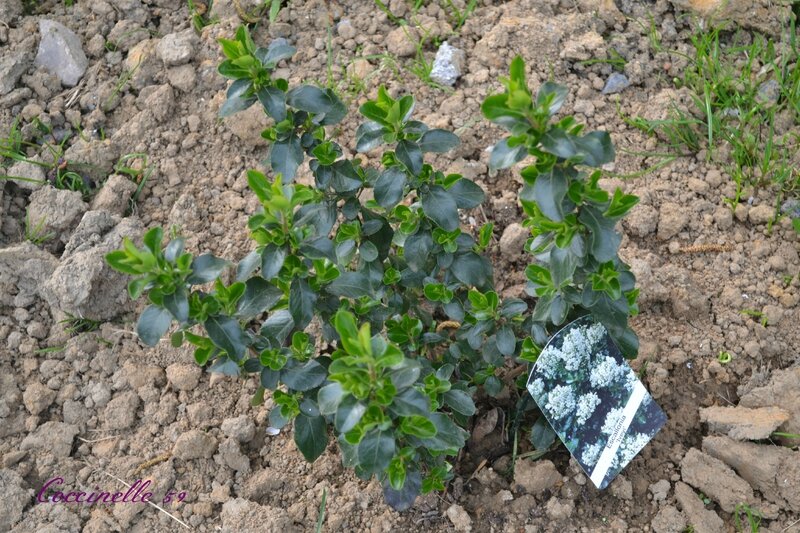 13 Escallonia yvei