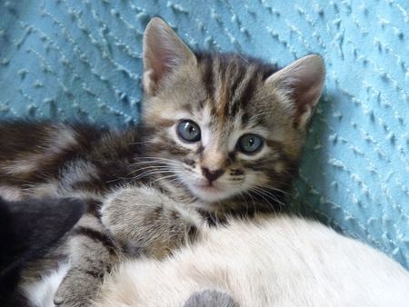 2009_09_10_Le_petit_chaton
