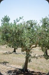 Taurenne_Huile_Olive_ (34)