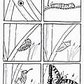 6 images séquentielles de la chenille au papillon