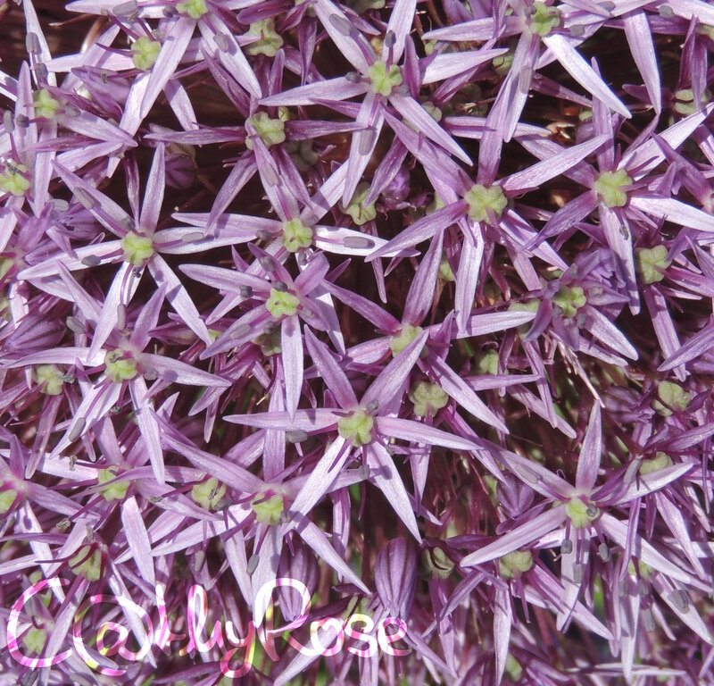 ail