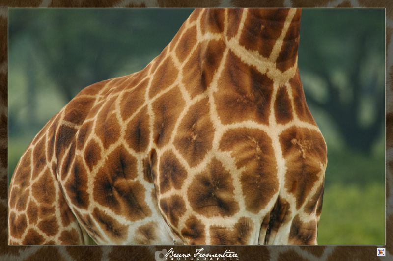 Saucisson de girafe 2