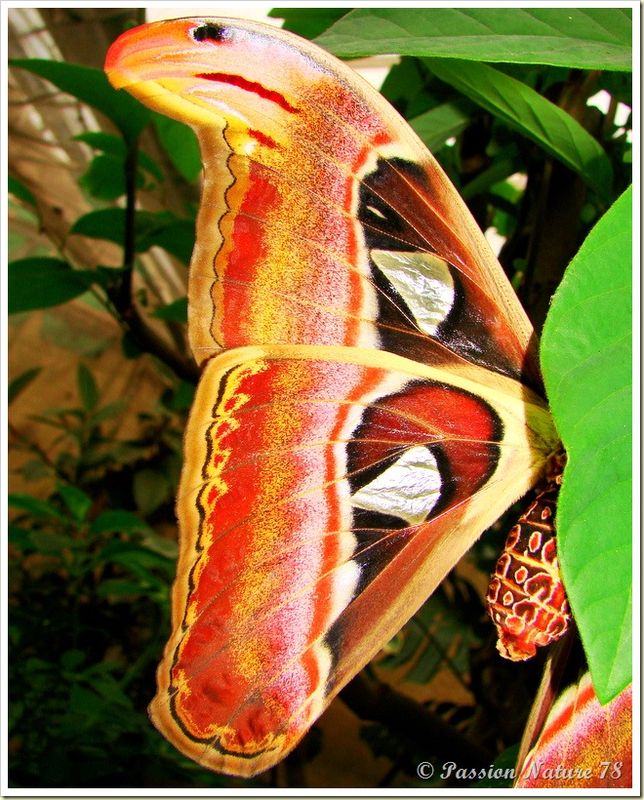Papillon Attacus Atlas ou Bombyx Atlas (12)