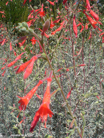 Epilobium canum Sierra Salmon