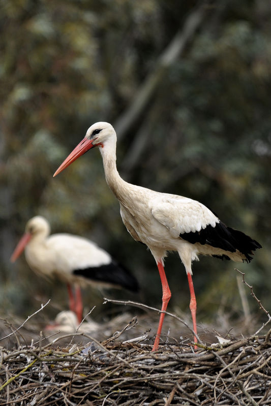 _DSC0121_Cigogne_2_