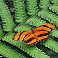Dryadula phaetusa - Heliconniidae - Origine Costa Rica