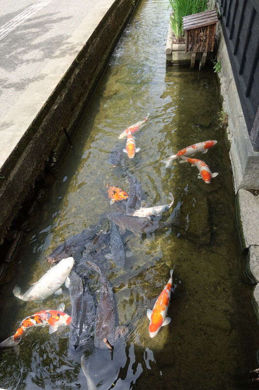 Carpes 1