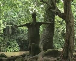 FORET SACREE