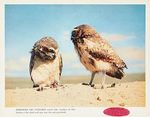 prairie_photo