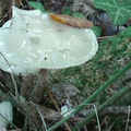 Des champignons opalescents dans la lumière du sous-bois