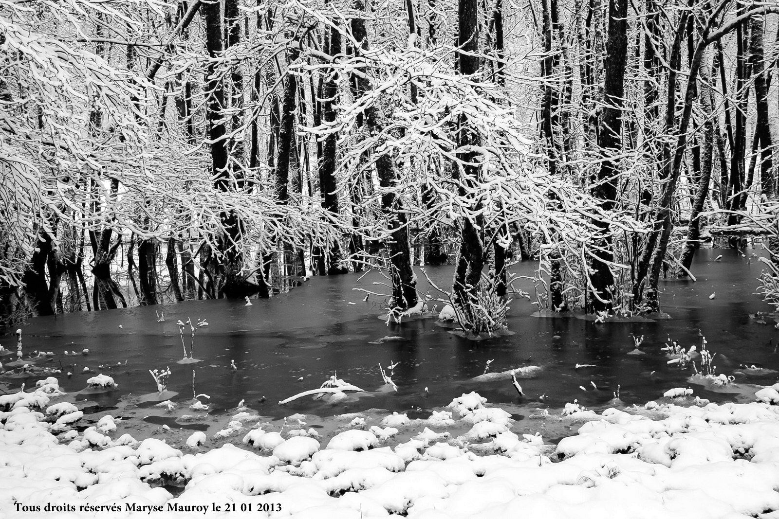 Jour De Neige Noir Et Blanc Photos Passion Nature