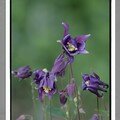 IMG_2069copie3