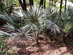 Serenoa repens4