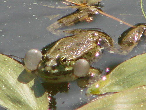 2008 05 18 Une Grenouille Qui Chante 2 Photo De H Les Autres Animaux Vous Aimez La Nature Alors Allez Vite Decouvrir Mon Blog Avec Toute Mes Photos Et Videos Prisent En Haute Loire 43 2008 05 18 Une Grenouille Qui Chante 2 Photo De H Les Autres Animaux Vous Aimez La Nature Alors Allez Vite Decouvrir Mon Blog Avec Toute Mes Photos Et Videos Prisent En Haute Loire 43