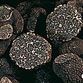 La truffe (tuber melanosporum), célèbre depuis l'antiquité !
