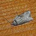 Nycteola SP