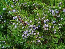 Juniperus_sabina_003