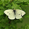 Nos papillons blanc ( dans ma région ( dordogne