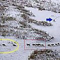 Nous avons beaucoup à apprendre des loups !
