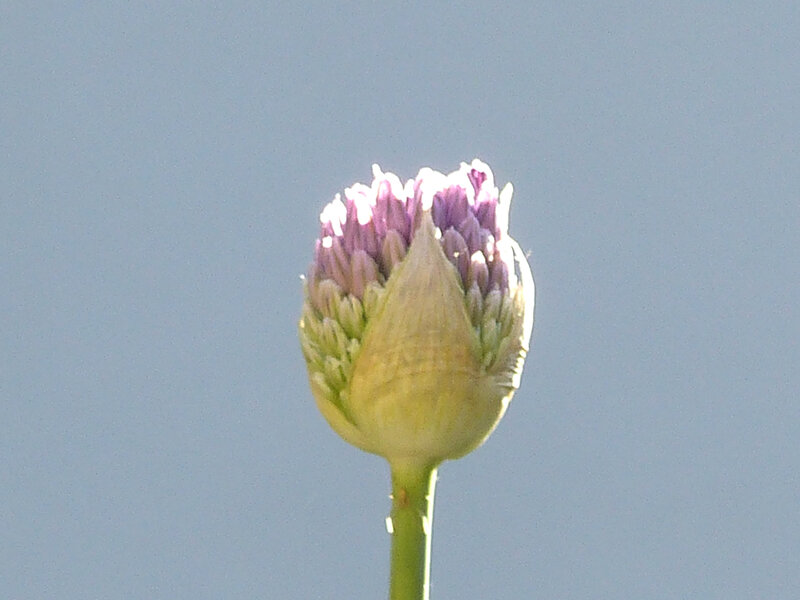 P1520447