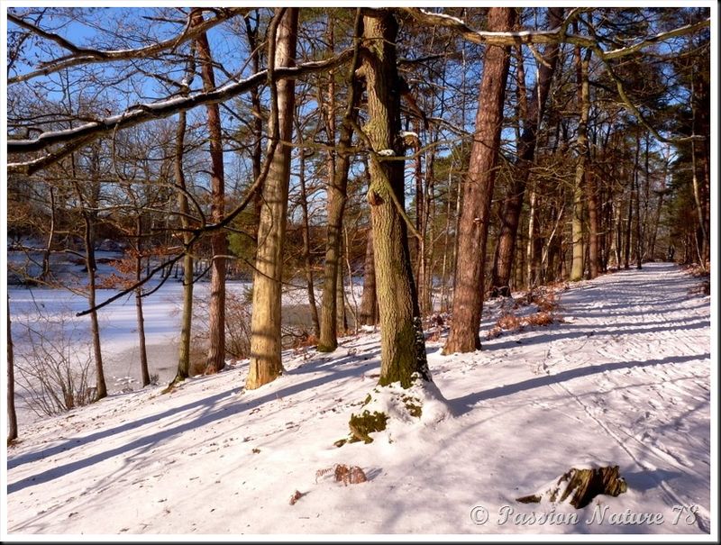 Forêt de Rambouillet sous la neige (6)