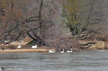 Cygnes_sur_une_ile