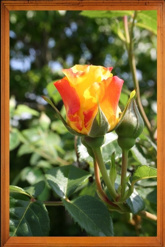 Rose 3