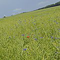 _DSC0043